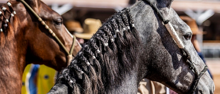 Expo Mangalarga Marchador 2026 acontece em Macaé com julgamentos, provas e shows gratuitos até sábado no Parque Latiff Mussi.