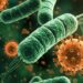 Cientistas identificam bactérias capazes de transformar gordura armazenada em gordura ativa.
