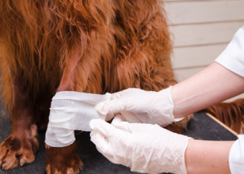 Macaé investe em proteção animal com Samu veterinário, novas unidades e serviços ampliados.