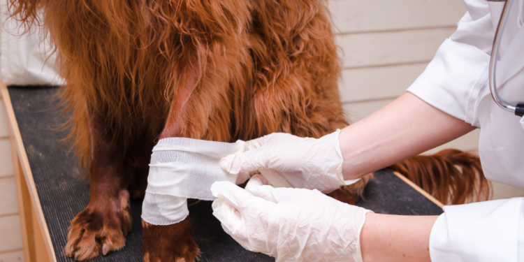 Macaé investe em proteção animal com Samu veterinário, novas unidades e serviços ampliados.