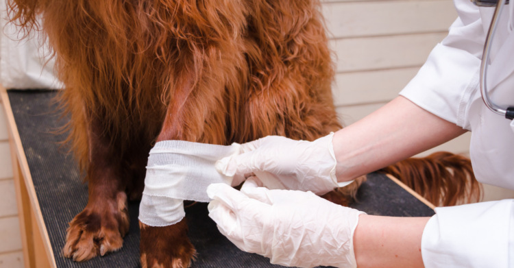 Macaé investe em proteção animal com Samu veterinário, novas unidades e serviços ampliados.