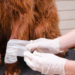 Macaé investe em proteção animal com Samu veterinário, novas unidades e serviços ampliados.
