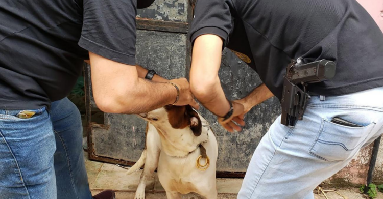 Resgate de cadelas em situação extrema reacende debate sobre estrutura da causa animal em São Pedro da Aldeia.