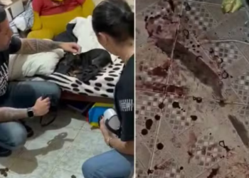 Resgate de cadelas em situação extrema reacende debate sobre estrutura da causa animal em São Pedro da Aldeia.