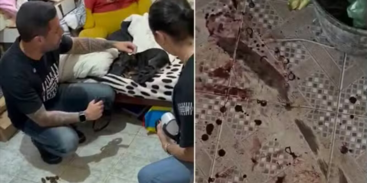 Resgate de cadelas em situação extrema reacende debate sobre estrutura da causa animal em São Pedro da Aldeia.