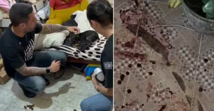 Resgate de cadelas em situação extrema reacende debate sobre estrutura da causa animal em São Pedro da Aldeia.