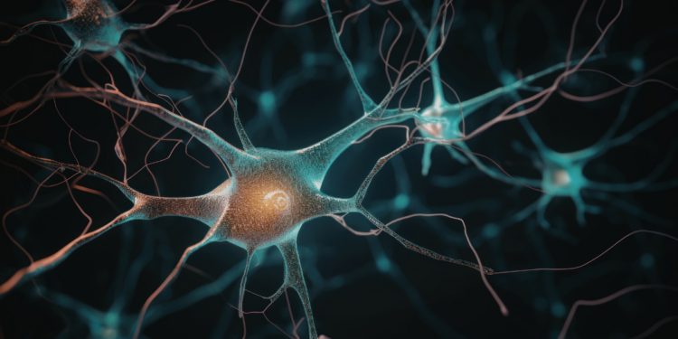 Estudo revela que cérebro usa mesmos neurônios para ver e imaginar imagens.