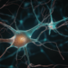 Estudo revela que cérebro usa mesmos neurônios para ver e imaginar imagens.
