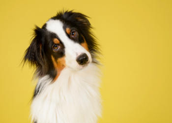 Lei regulamenta guarda compartilhada de pets no Brasil.