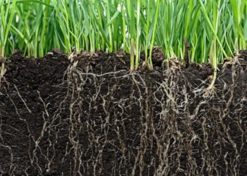 Universidades do Rio desenvolvem tecnologia agrícola com foco em produtividade e sustentabilidade.