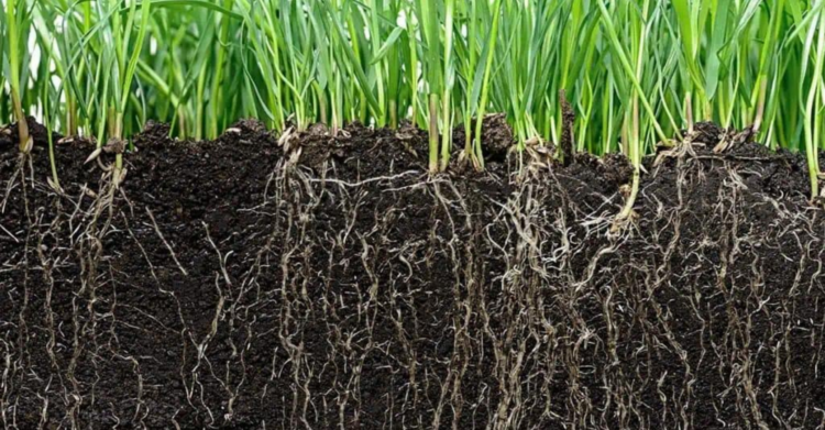 Universidades do Rio desenvolvem tecnologia agrícola com foco em produtividade e sustentabilidade.