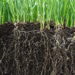 Universidades do Rio desenvolvem tecnologia agrícola com foco em produtividade e sustentabilidade.