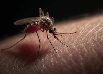 Especialistas reforçam diagnóstico precoce após dengue.