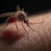 Especialistas reforçam diagnóstico precoce após dengue.