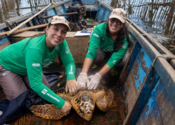  Pesquisadores investigam crescimento de registros de tartarugas-cabeçudas na Baía de Guanabara. Fenômeno pode indicar novas rotas e hábitos da espécie.