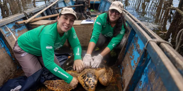 Pesquisadores investigam crescimento de registros de tartarugas-cabeçudas na Baía de Guanabara. Fenômeno pode indicar novas rotas e hábitos da espécie.
