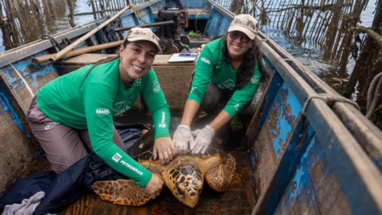 Pesquisadores investigam crescimento de registros de tartarugas-cabeçudas na Baía de Guanabara. Fenômeno pode indicar novas rotas e hábitos da espécie.