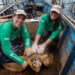 Pesquisadores investigam crescimento de registros de tartarugas-cabeçudas na Baía de Guanabara. Fenômeno pode indicar novas rotas e hábitos da espécie.