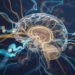 Estudo na revista Nature Neuroscience indica que a glicose não serve apenas como energia, mas também regula o desenvolvimento do cérebro e a formação de conexões neurais. Descoberta pode impactar pesquisas sobre doenças neurológicas.