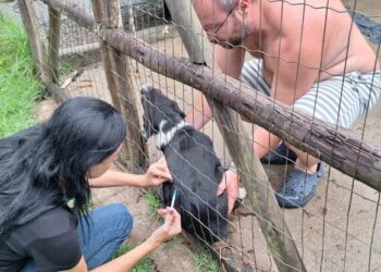 Rio das Ostras realiza reforço da vacinação antirrábica em Rocha Leão neste sábado.