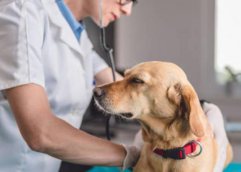 Ministério Público pede arquivamento do caso Orelha após laudos descartarem maus-tratos e indicarem infecção óssea no animal.