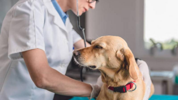Ministério Público pede arquivamento do caso Orelha após laudos descartarem maus-tratos e indicarem infecção óssea no animal.