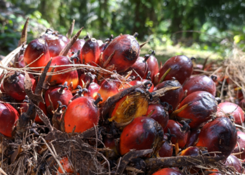 Modelo agroflorestal em Tomé-Açu (PA) substitui monocultivo de dendê, aumenta produtividade e reduz impactos ambientais com cultivo sustentável.