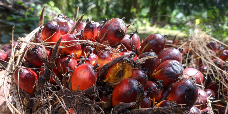 Modelo agroflorestal em Tomé-Açu (PA) substitui monocultivo de dendê, aumenta produtividade e reduz impactos ambientais com cultivo sustentável.