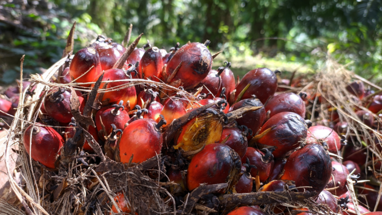Modelo agroflorestal em Tomé-Açu (PA) substitui monocultivo de dendê, aumenta produtividade e reduz impactos ambientais com cultivo sustentável.