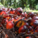 Modelo agroflorestal em Tomé-Açu (PA) substitui monocultivo de dendê, aumenta produtividade e reduz impactos ambientais com cultivo sustentável.