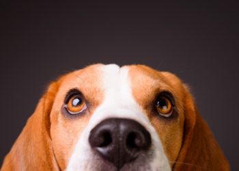 Pesquisadores investigam como fatores neurológicos podem influenciar o comportamento de cães, ampliando estudos sobre neurodivergência animal e bem-estar pet.