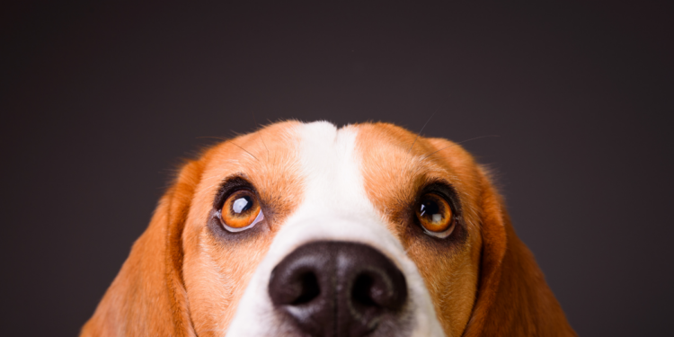 Pesquisadores investigam como fatores neurológicos podem influenciar o comportamento de cães, ampliando estudos sobre neurodivergência animal e bem-estar pet.