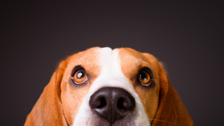 Pesquisadores investigam como fatores neurológicos podem influenciar o comportamento de cães, ampliando estudos sobre neurodivergência animal e bem-estar pet.