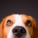 Pesquisadores investigam como fatores neurológicos podem influenciar o comportamento de cães, ampliando estudos sobre neurodivergência animal e bem-estar pet.