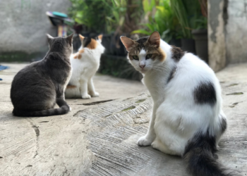 Cães e gatos estão vivendo mais e exigem cuidados especiais na fase sênior, com foco em alimentação, prevenção e saúde veterinária.
