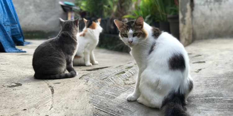 Cães e gatos estão vivendo mais e exigem cuidados especiais na fase sênior, com foco em alimentação, prevenção e saúde veterinária.