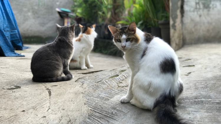 Cães e gatos estão vivendo mais e exigem cuidados especiais na fase sênior, com foco em alimentação, prevenção e saúde veterinária.