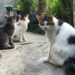Cães e gatos estão vivendo mais e exigem cuidados especiais na fase sênior, com foco em alimentação, prevenção e saúde veterinária.