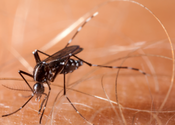 Anvisa libera produção da vacina contra chikungunya no Brasil pelo Butantan