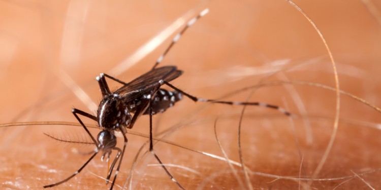 Anvisa libera produção da vacina contra chikungunya no Brasil pelo Butantan