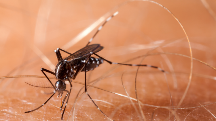 Anvisa libera produção da vacina contra chikungunya no Brasil pelo Butantan