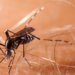 Anvisa libera produção da vacina contra chikungunya no Brasil pelo Butantan