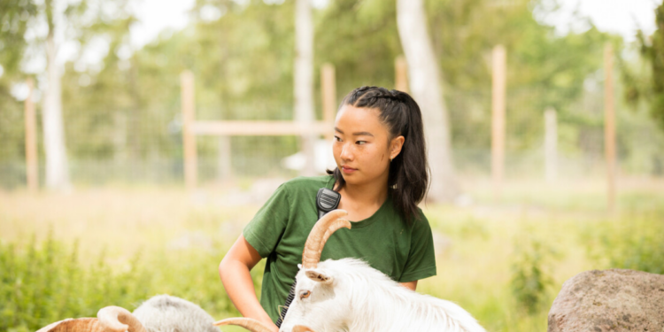 Pesquisadores da China conseguem clonar seis cabras leiteiras de alta produtividade em avanço inédito da biotecnologia agrícola.