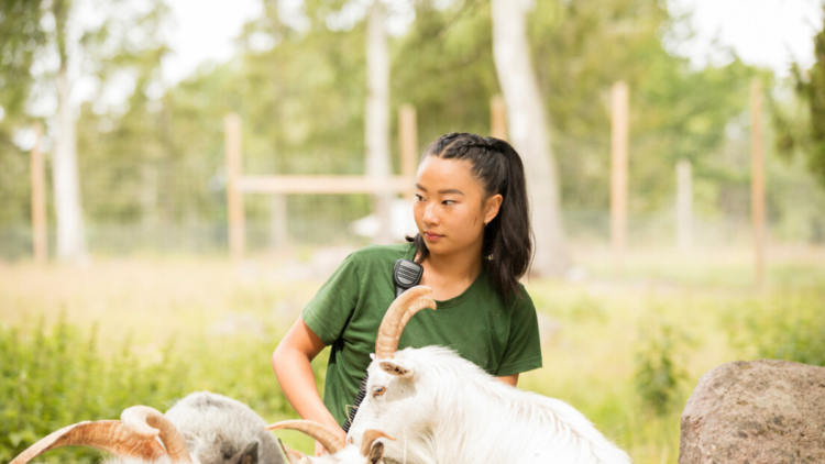 Pesquisadores da China conseguem clonar seis cabras leiteiras de alta produtividade em avanço inédito da biotecnologia agrícola.