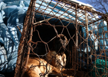 Coreia do Sul confirma fim do consumo de carne de cachorro em todo o país a partir de 2027.