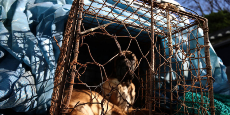 Coreia do Sul confirma fim do consumo de carne de cachorro em todo o país a partir de 2027.