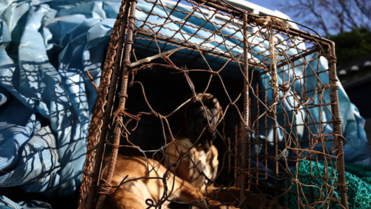 Coreia do Sul confirma fim do consumo de carne de cachorro em todo o país a partir de 2027.