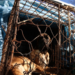 Coreia do Sul confirma fim do consumo de carne de cachorro em todo o país a partir de 2027.