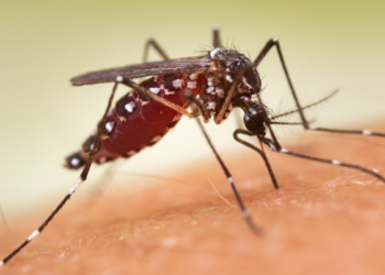 São Paulo confirmou mais duas mortes por febre amarela em 2026 e reforçou a importância da vacinação preventiva.