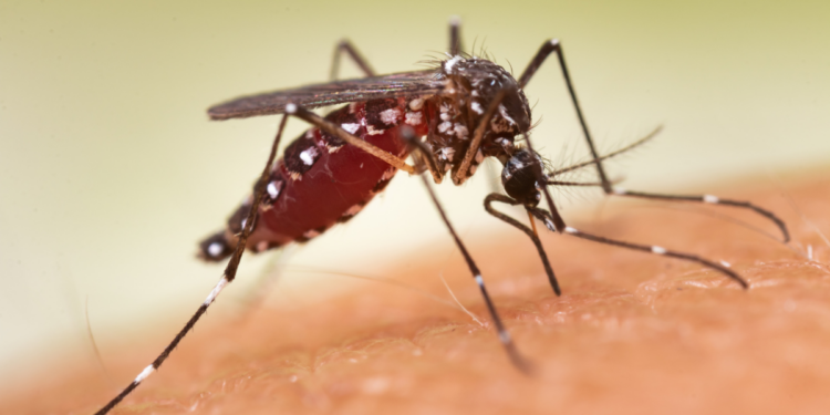 São Paulo confirmou mais duas mortes por febre amarela em 2026 e reforçou a importância da vacinação preventiva.